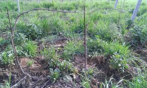 un capo a frutto della vigna di Rosignano