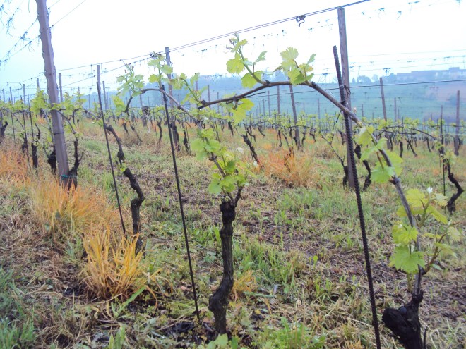 La vigna in fase di germogliamento