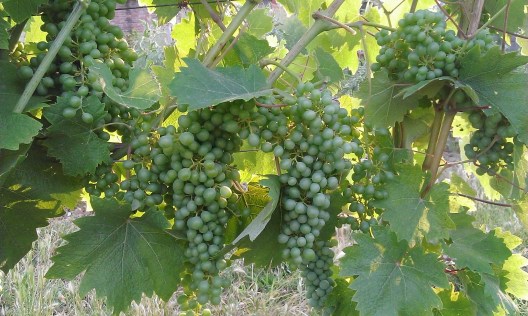 Grignolino Prechiusura